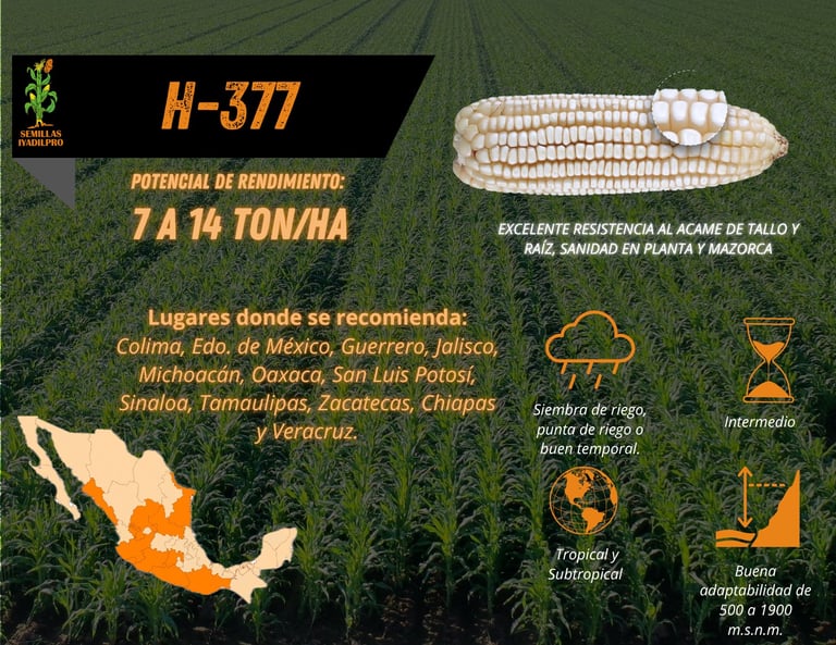 H-377 corn hybrid seed infographic showing yield potential, recommended growing regions in Mexico, and crop characteristics