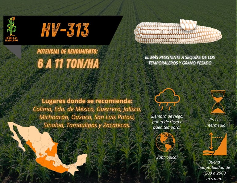 Infographic for HV-313 corn hybrid showing yield potential of 6-11 tons per hectare, recommended growing regions in Mexico, and key agronomic characteristics
