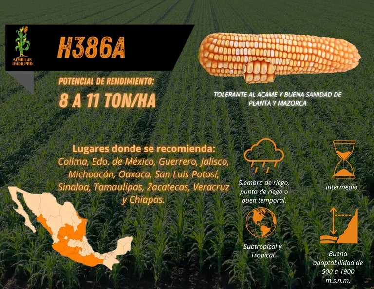 H386A corn seed variety infographic showing yield potential of 8-11 ton/ha, recommended regions in Mexico, and climate specifications