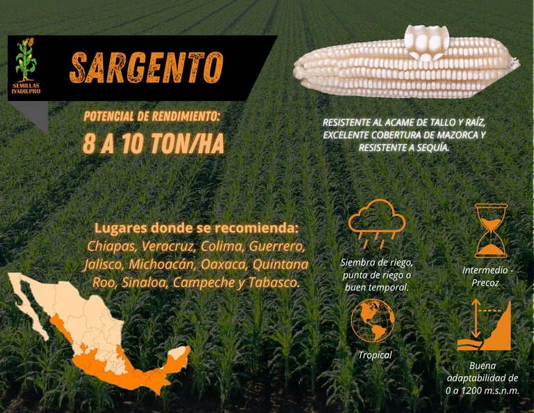 Sargento corn variety infographic showing yield potential of 8-10 tons per hectare, recommended growing regions in Mexico, and climate characteristics