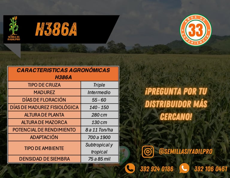 H386A corn variety specifications infographic with agronomic characteristics and contact information for distributor