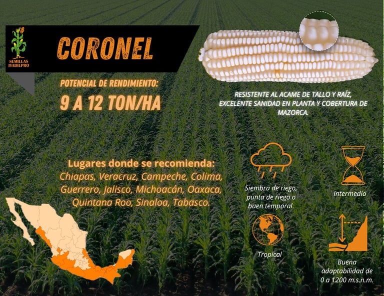 Coronel corn variety infographic showing yield potential, resistant properties, recommended growing regions in Mexico, and climate symbols