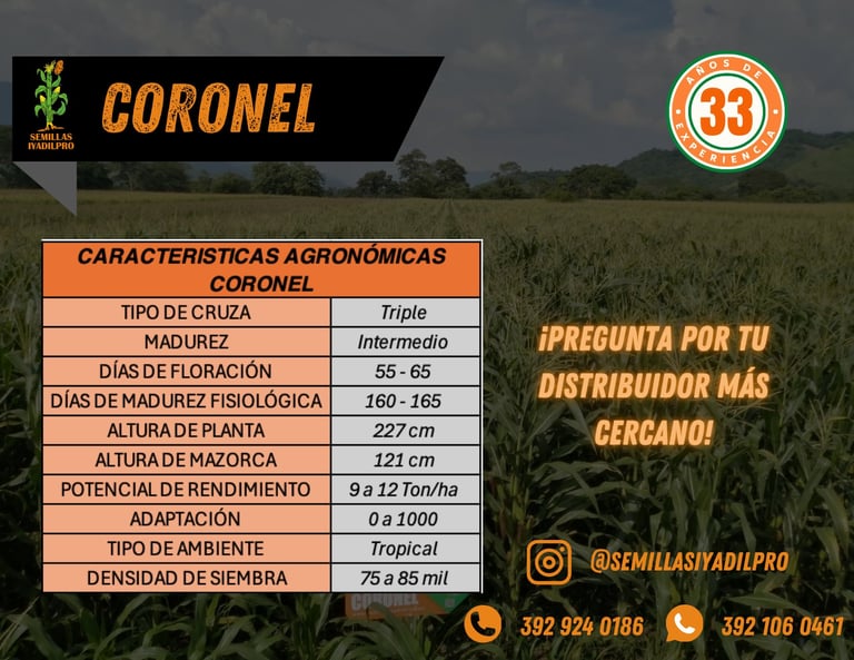 Coronel corn variety agronomic characteristics table showing crop type, maturity, flowering days, plant height, yield potential and growing conditions