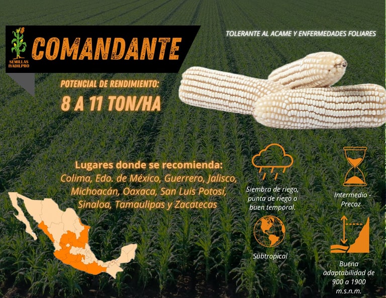 Agricultural product advertisement for Comandante corn variety showing yield potential, recommended growing regions in Mexico, and disease resistance icons