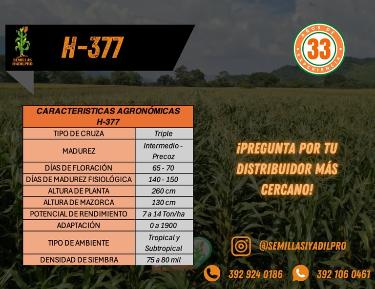 H-377 corn hybrid agronomic characteristics table with crop details and distributor contact information