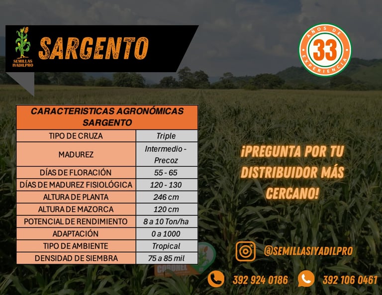Sargento corn variety agronomic characteristics table with crop field background and distributor contact information