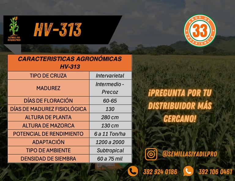 HV-313 corn hybrid agronomic characteristics chart with yield potential 6-11 tons displayed over crop field background