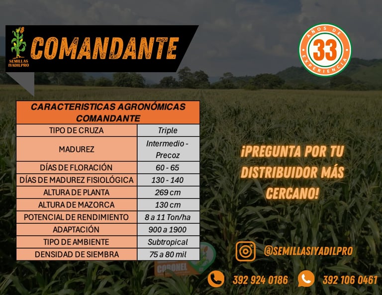 Agricultural product information card for Comandante corn variety showing agronomic characteristics and distributor contact details